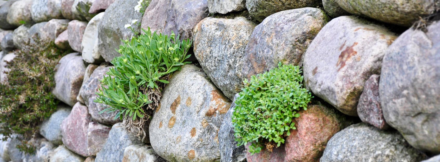 Findlinge als Quellsteine, in Trockenmauern oder im Teich aus Berlin
